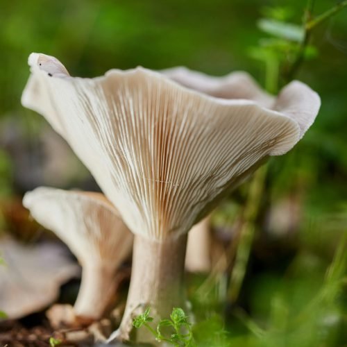 Crafting the Perfect Candle Scent for Your Favorite RPG Class